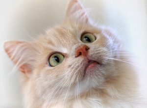 How to Train a Cat by Using a Clicker