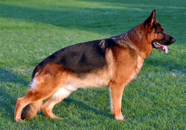 Tips and Things to Consider Before Buying a Pure-Bred Dog