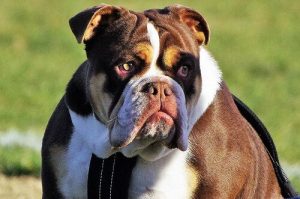 How Much Does it Cost to Have a Dog?