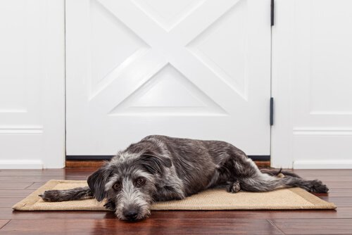 Sad dog lying by the door