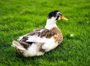 Pet Ducks: Affectionate Companions