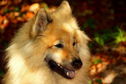 eurasier 1