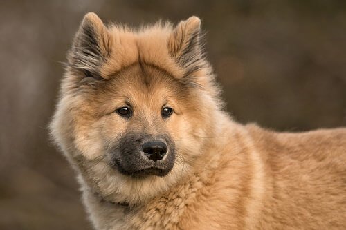Eurasier: A Crossbreed with the Chow Chow