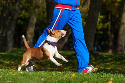 A dog and his owner running through a park