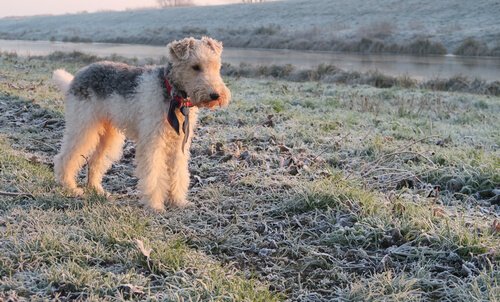 wire-haired terrier