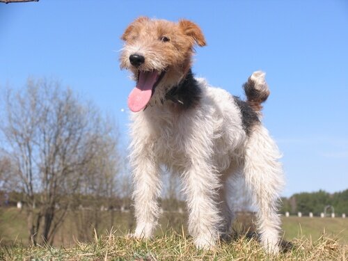 short haired wire terrier