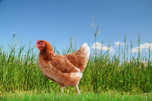 A hen in a field 