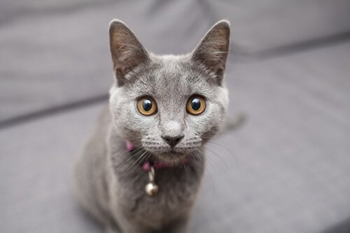 Chartreux cat sitting on a couch
