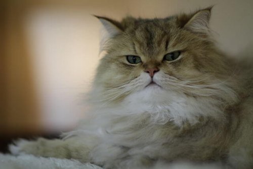 5 Beautiful Long-Haired Cat Breeds