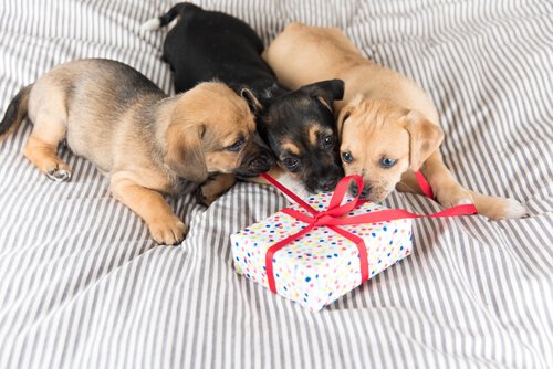 How to Choose Gifts for Pets