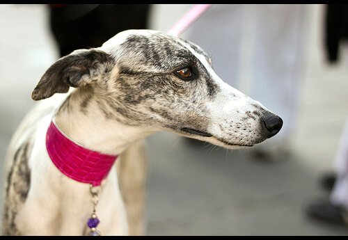 A greyhound wearing a Martingale collar
