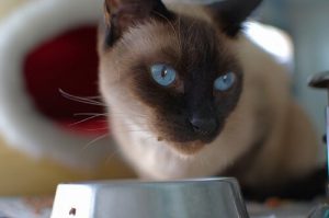 Homemade Recipes for Cats