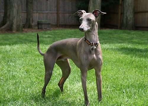 The Italian Greyhound: Μικρό και στοργικό