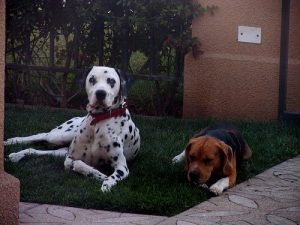 How to keep fleas out of your home