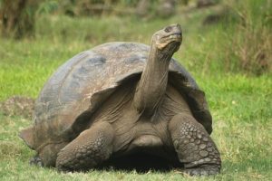 Longest-living Animals in the World