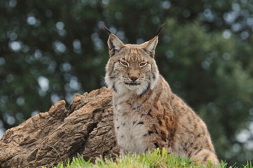Iberian Lynx