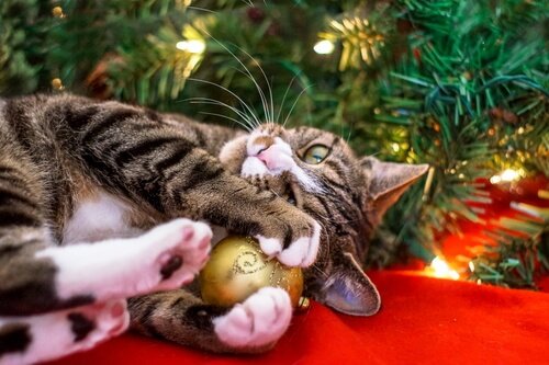 Cat playing with an ornament