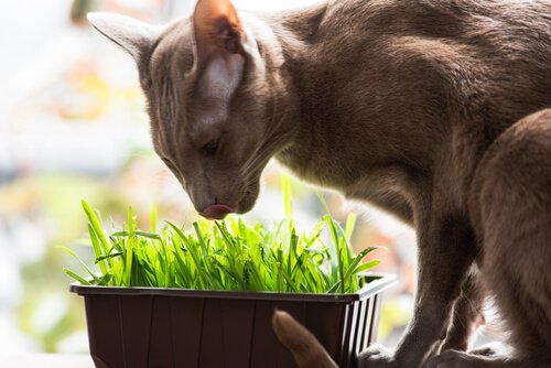 oriental shorthair eating grass