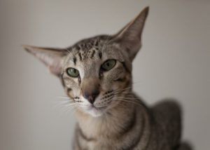 The Oriental Shorthair Cat