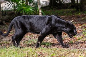 The Panther: Characteristics, Behavior, and Habitat
