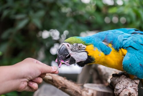 A parrot getting fed by a human