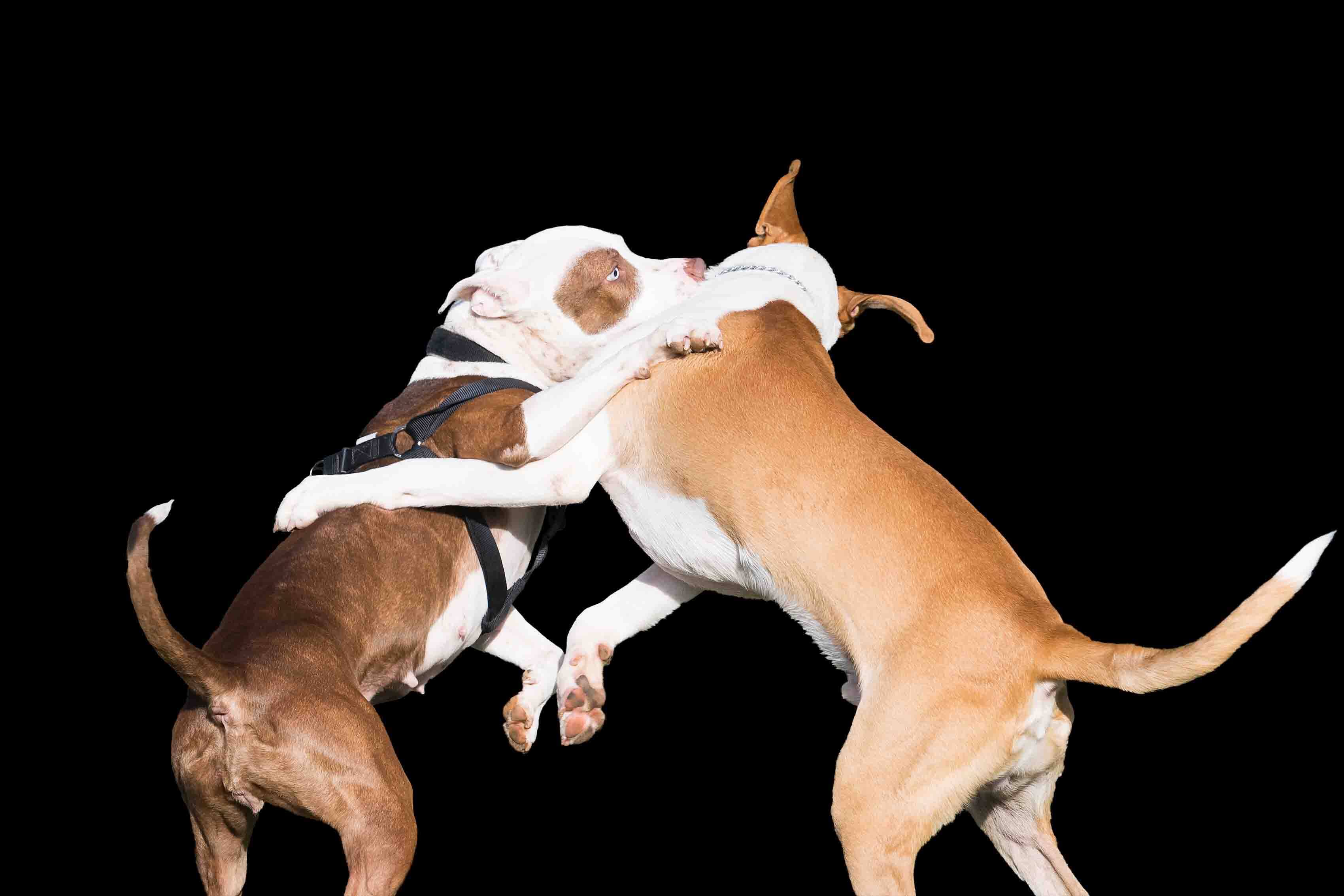 Two Pit Bulls playing rough