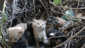 Everything To Know About The TNR Project