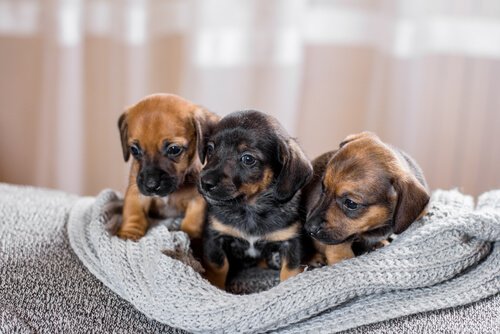 puppies on a blanket