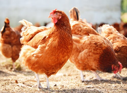 Brown hens