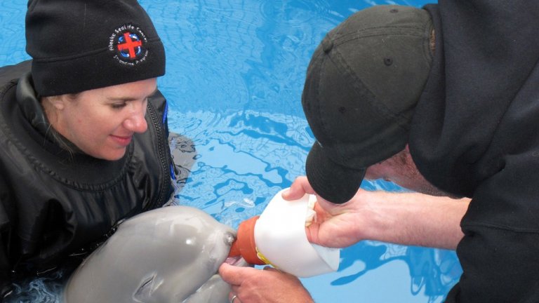 rescued baby beluga whale
