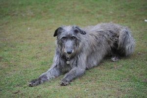 The Scottish Deerhound