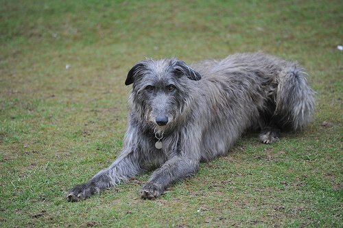 are scottish deerhounds dangerous