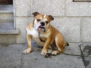 Spanish Bulldog
