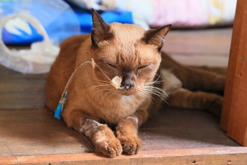  Cat laying down in a veterinarian clinic 