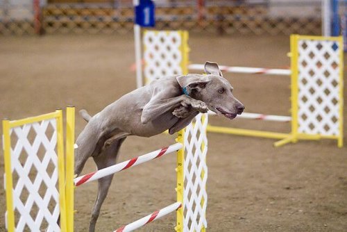 Dog agility