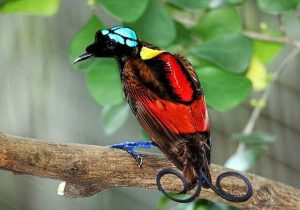 6 Most Impressive Birds