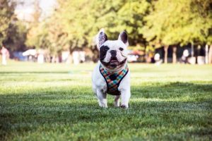 The French Bulldog, A Caring And Intelligent Dog