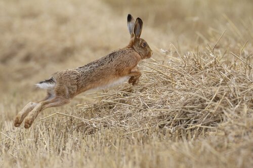 A hare leaping through a field