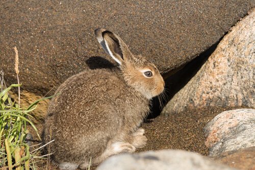 The Hare, In Danger Of Extinction
