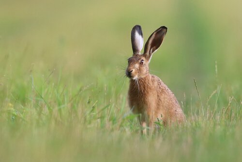 A hare sitting in a field