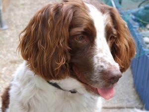 Dog Breeds Prone to Ear Infections