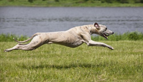 Greyhound running