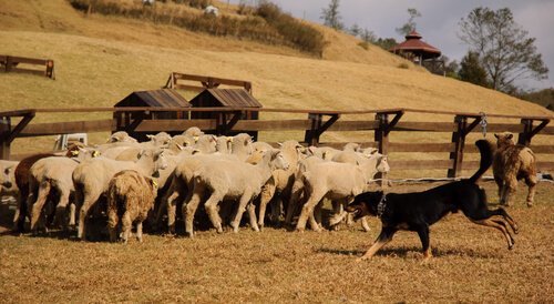 Carea Leones herding sheep