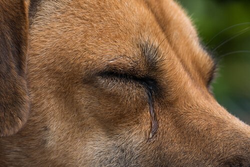 What Causes Dogs to Tear?