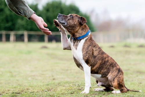 A Dog that Understands Sign Language - My Animals