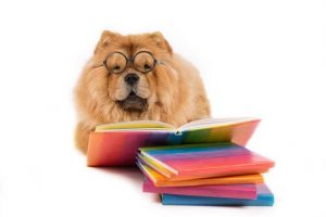 What is the Most Emotionally Intelligent Animal?