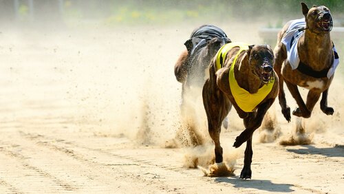 Greyhound race