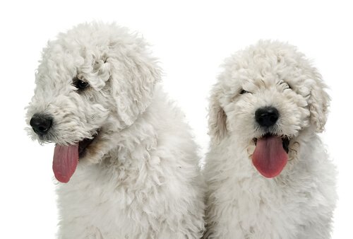 Komondor puppies