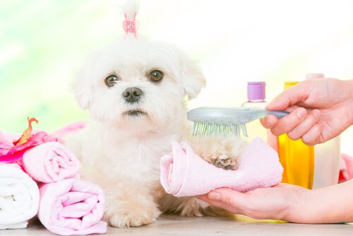 A little dog getting groomed