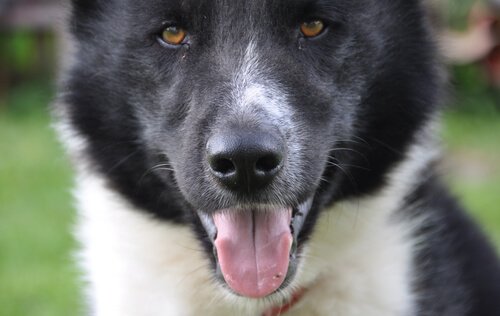 Nordic dog breeds